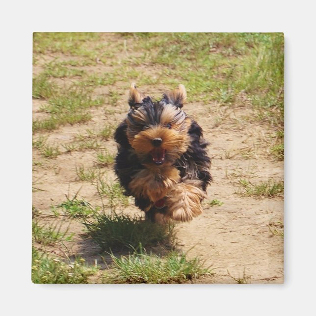 Cute Yorkshire Terrier Puppy run Magnet (Framsidan)