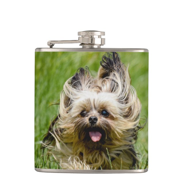 Cute Yorkshire Terrier Running Through Grass Fickplunta (Framsidan)