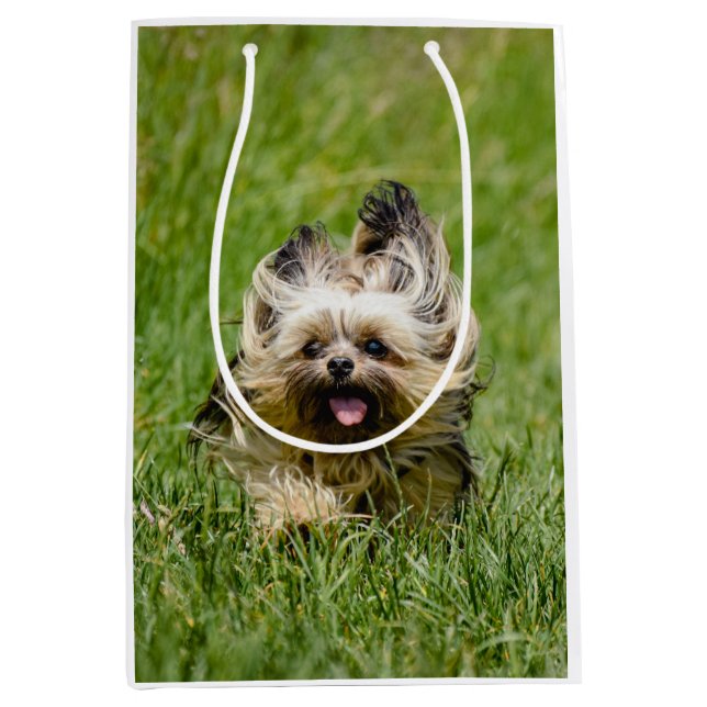 Cute Yorkshire Terrier Runthrough Grass (Framsidan)