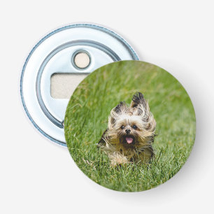 Cute Yorkshire Terrier Runthrough Grass Flasköppnare