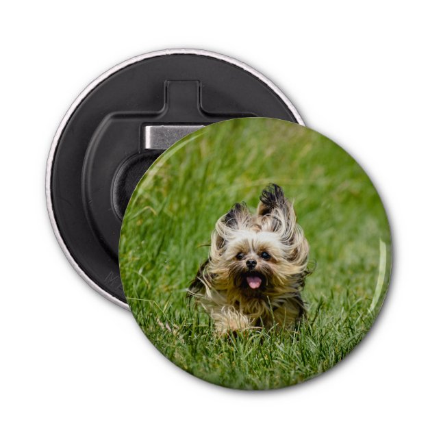 Cute Yorkshire Terrier Runthrough Grass Flasköppnare (Framsidan)