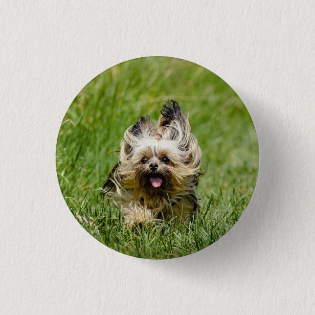 Cute Yorkshire Terrier Runthrough Grass Knapp (Framsida)