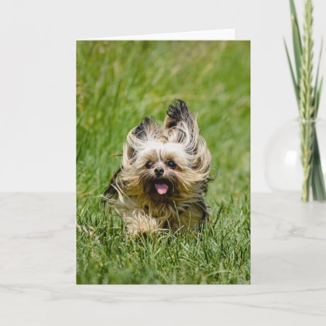 Cute Yorkshire Terrier Runthrough Grass Kort (Framsida)