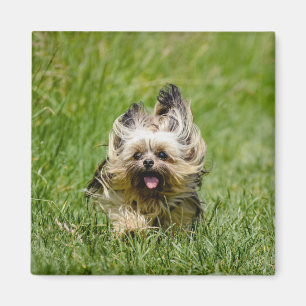 Cute Yorkshire Terrier Runthrough Grass Magnet