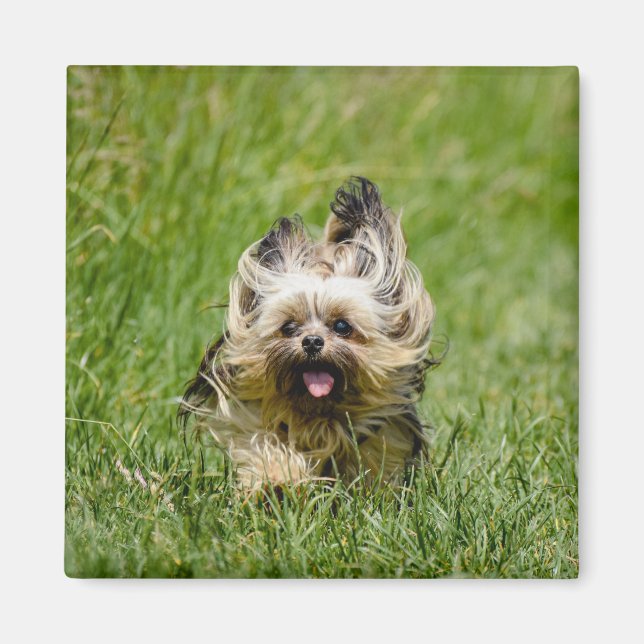 Cute Yorkshire Terrier Runthrough Grass Magnet (Framsidan)
