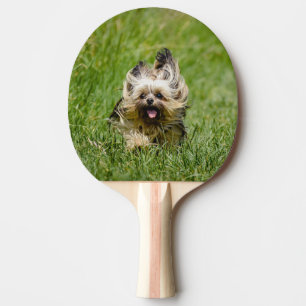 Cute Yorkshire Terrier Runthrough Grass Pingisracket
