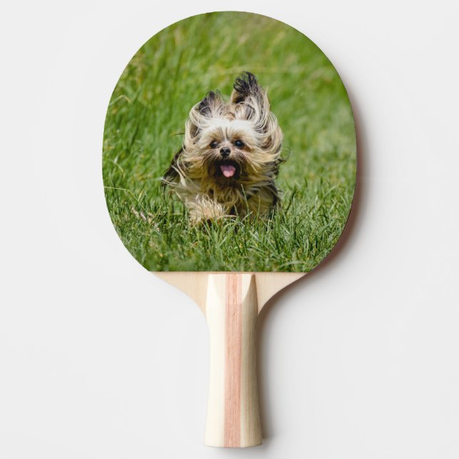 Cute Yorkshire Terrier Runthrough Grass Pingisracket (Framsidan)