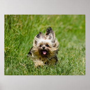 Cute Yorkshire Terrier Runthrough Grass Poster