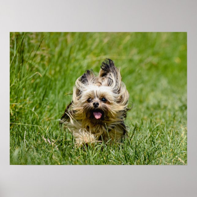 Cute Yorkshire Terrier Runthrough Grass Poster (Framsidan)