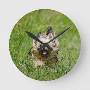 Cute Yorkshire Terrier Runthrough Grass Rund Klocka