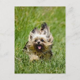 Cute Yorkshire Terrier Runthrough Grass Vykort