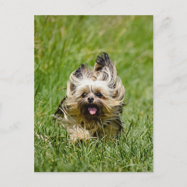 Cute Yorkshire Terrier Runthrough Grass Vykort (Framsida)