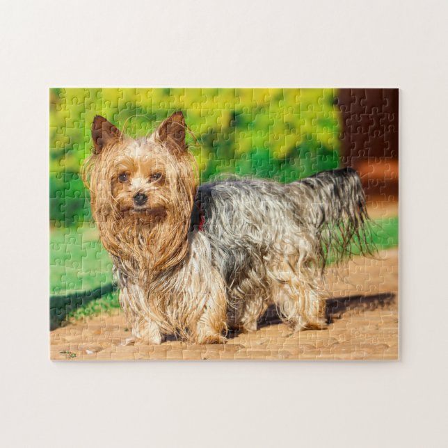 Cute Yorkshire Terrier Yorkie Hund Puppy Pussel (Horisontell)