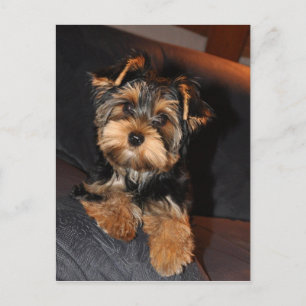 Cute Yorkshire Terrier Yorkie Postcard Vykort