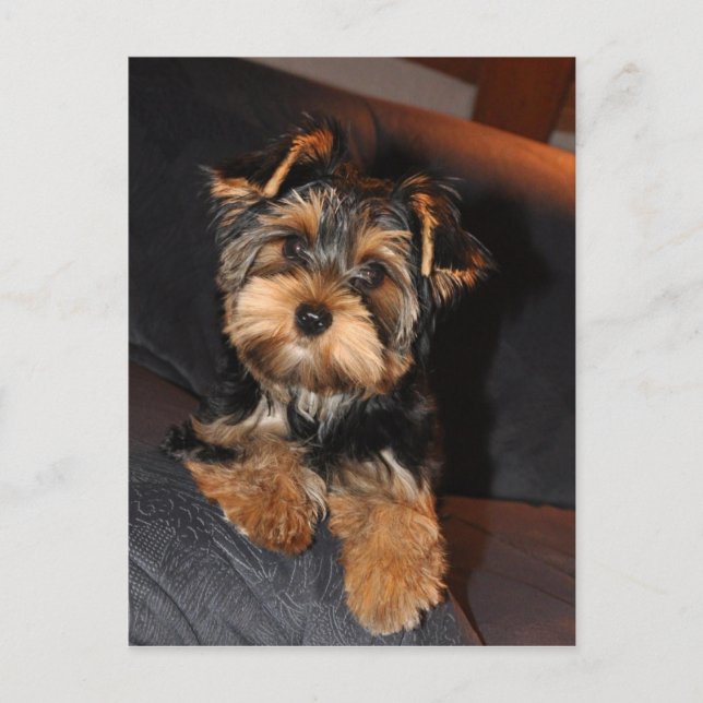 Cute Yorkshire Terrier Yorkie Postcard Vykort (Framsida)
