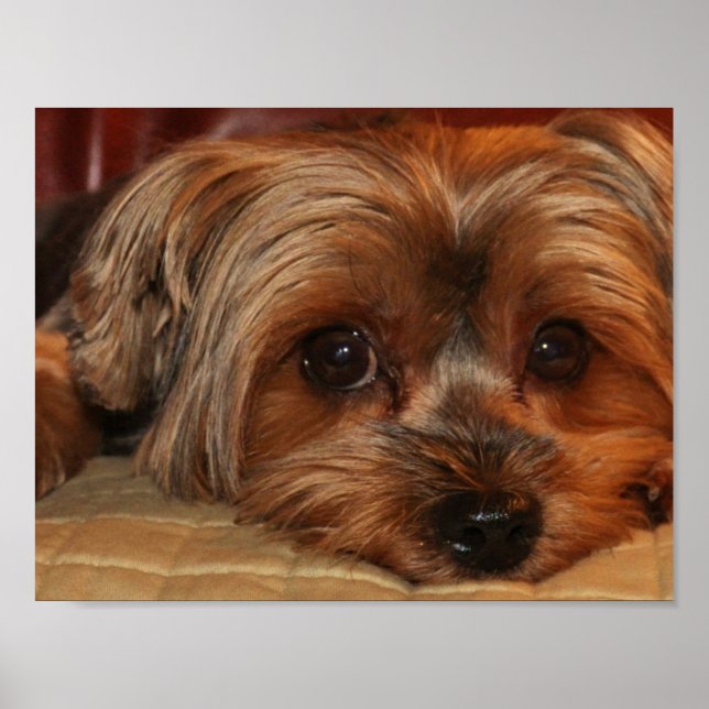 Cute Yorkshire Terrier Yorkie Puppy Poster (Framsidan)