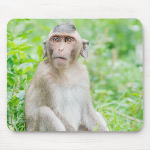 Cute Young Brown Spider Monkey Musmatta