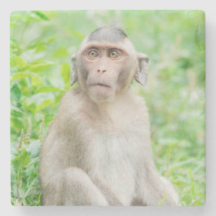 Cute Young Brown Spider Monkey Stenunderlägg