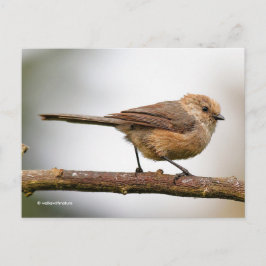 Cute Young Bushtit på Hybrid Fruit Träd Vykort