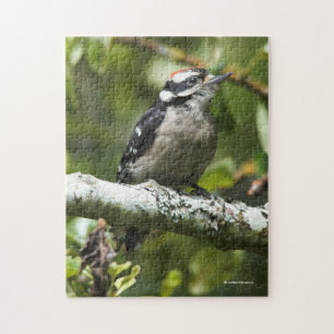 Cute Young Downy Woodpecker i Pear Träd Pussel