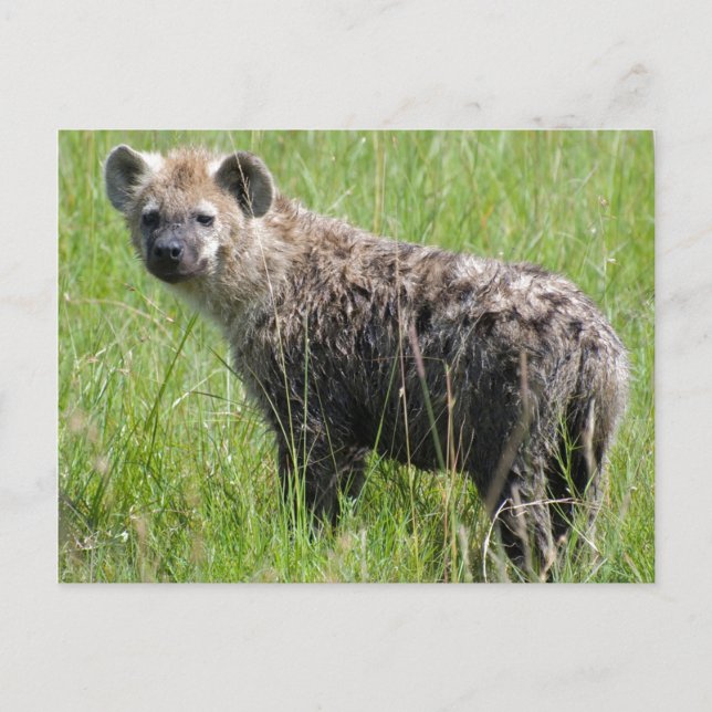Cute Young Hyena med Blöt Päls i Grönt Grass Vykort (Framsida)