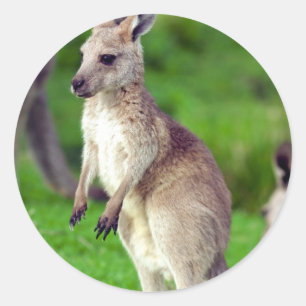 Cute young Kangaroo Runt Klistermärke