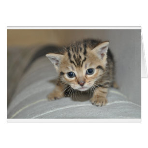 Cute Young Kitten Hälsningskort