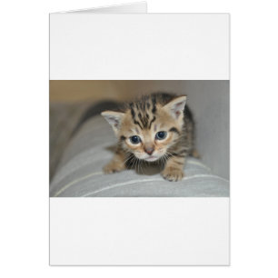 Cute Young Kitten Hälsningskort