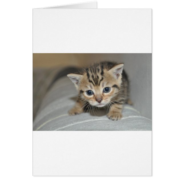Cute Young Kitten Hälsningskort (Framsidan)