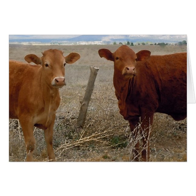 Cute Young par - Red Cows Heifer Horns - Blank Hälsningskort (Framsidan Horizontal)