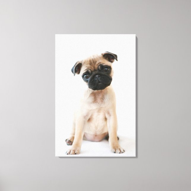 Cute Young Pug Hund Canvastryck (Framsida)