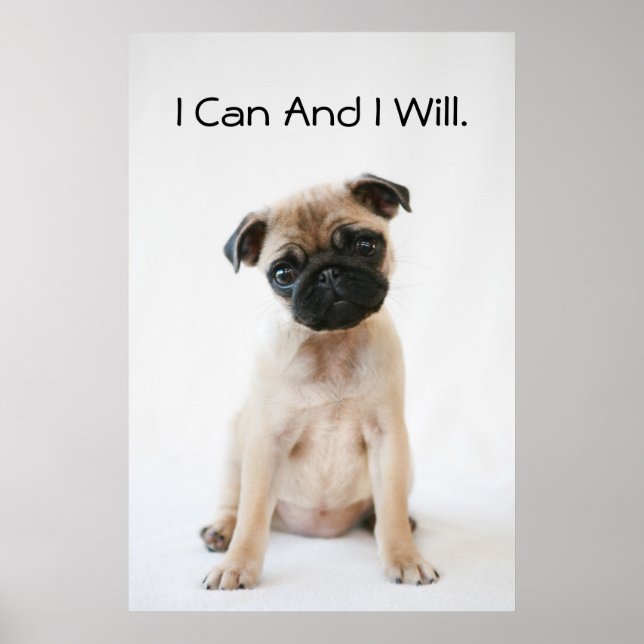 Cute Young Pug Hund Poster (Framsidan)