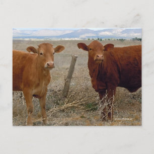 Cute Young Red Cows - Westerna Vykort