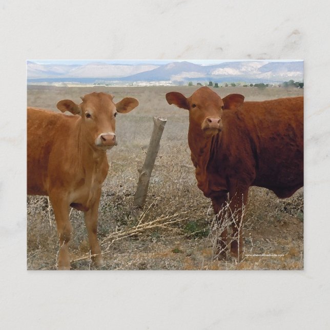 Cute Young Red Cows - Westerna Vykort (Framsida)