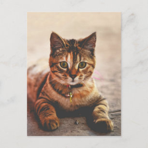Cute Young Tabby katt Kitten Kattunge Pet Vykort