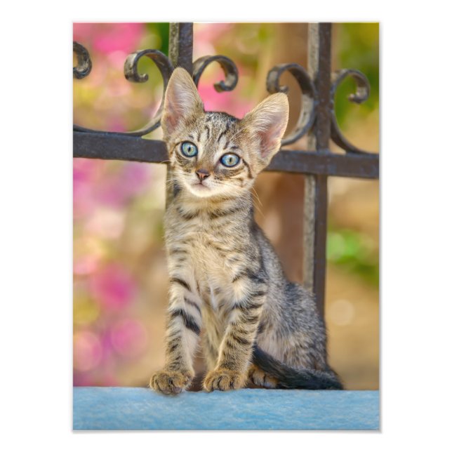 Cute Young Tabby Kitten med Blue Ögon i en Garden Fototryck (Framsidan)