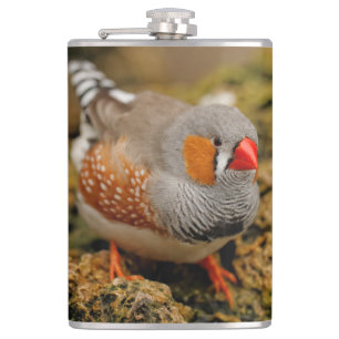 Cute Zebra Finch Songbird på Sten Fickplunta