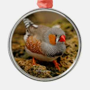 Cute Zebra Finch Songbird på Sten Julgransprydnad Metall