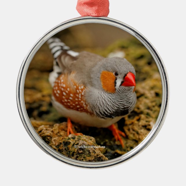 Cute Zebra Finch Songbird på Sten Julgransprydnad Metall (Framsidan)