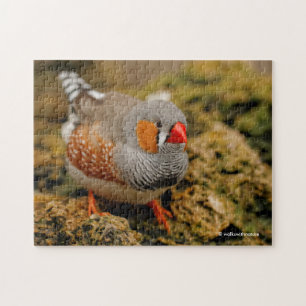 Cute Zebra Finch Songbird på Sten Pussel