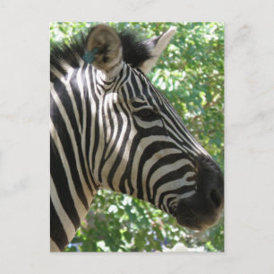 Cute Zebra-vykort Vykort