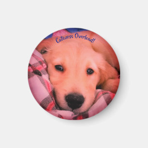 Cutenessöverbelastning, liten rundamagnet magnet