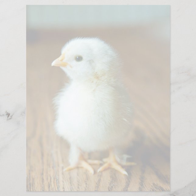 Cutest Baby Animals | Baby Chick (Framsida)