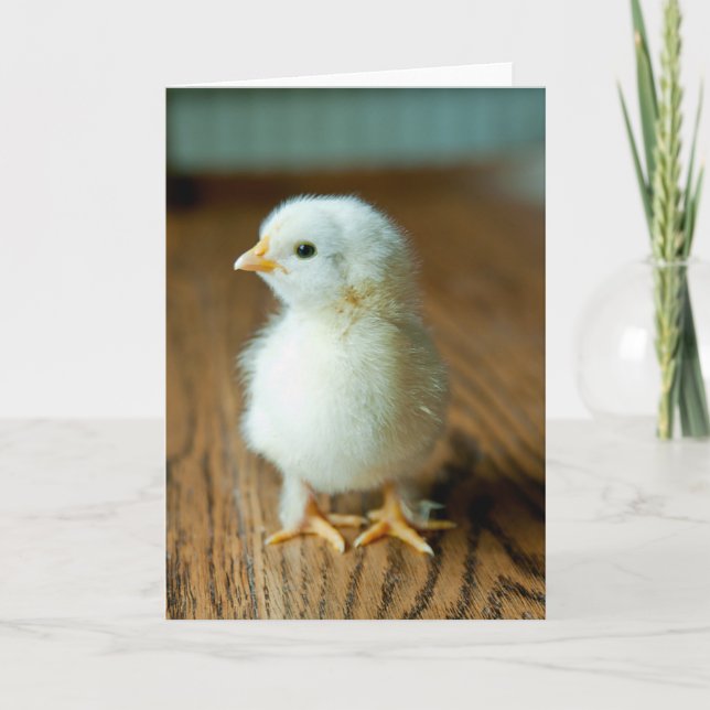 Cutest Baby Animals | Baby Chick Kort (Framsida)