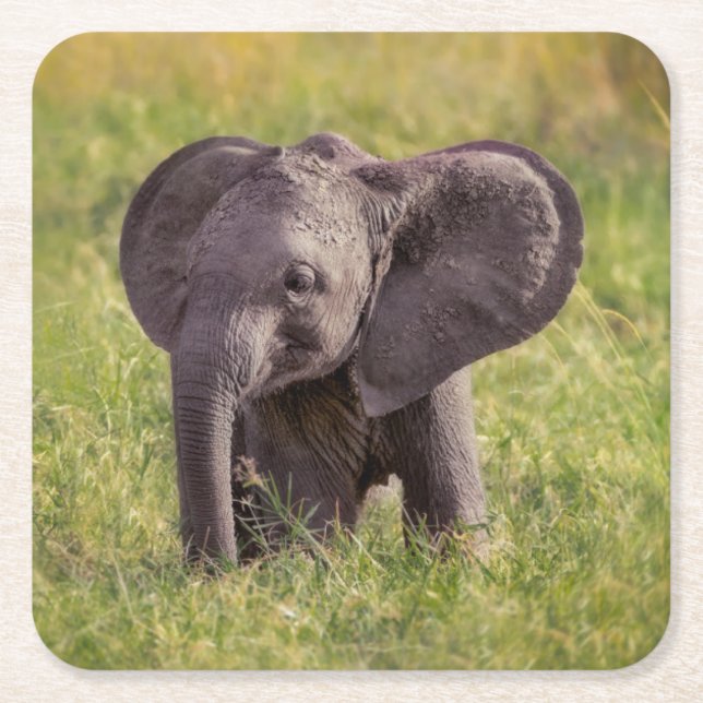 Cutest Baby Animals | Baby Elephant Kenya Africa Underlägg Papper Kvadrat (Framsidan)
