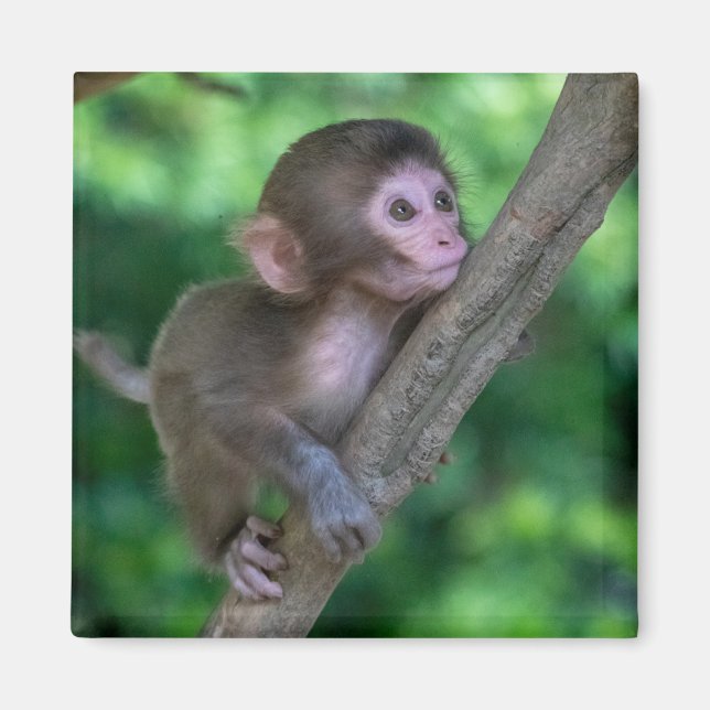 Cutest Baby Animals | Baby Monkey Magnet (Framsidan)