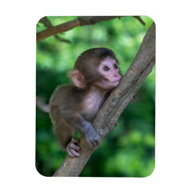 Cutest Baby Animals | Baby Monkey Magnet (Vertikal)