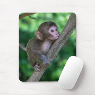 Cutest Baby Animals Baby Monkey Musmatta
