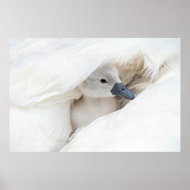 Cutest Baby Animals | Baby Mute Swan Poster (Framsidan)