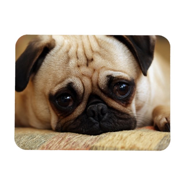 Cutest Baby Animals | Baby Pug Puppy Magnet (Horisontell)